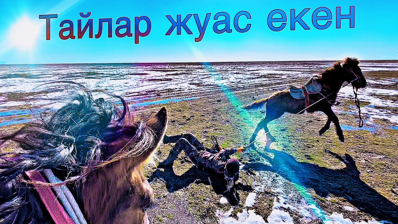 Тай үйрету | 10 бас тайды үйретеміз | 2/10