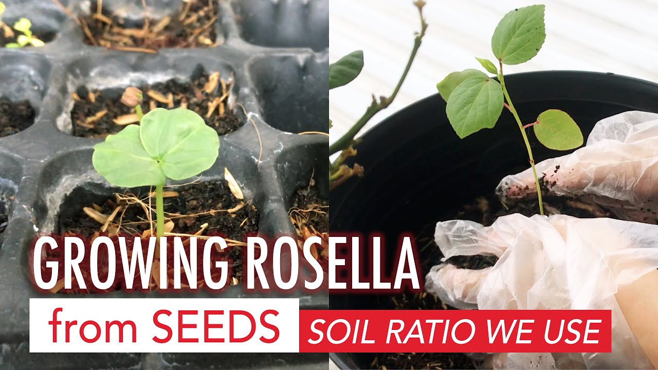 Growing Rosella from Seeds ☘️ What ratio we use for potting soil