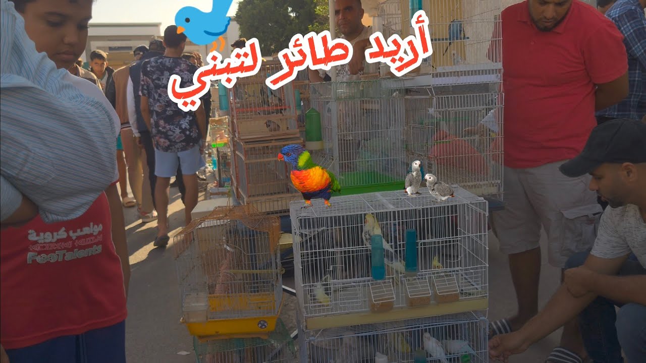 شراء طائر لترويض 🐦 سوق الصالحين مدينة سلا للحيوانات الأليفة والطيور  ........