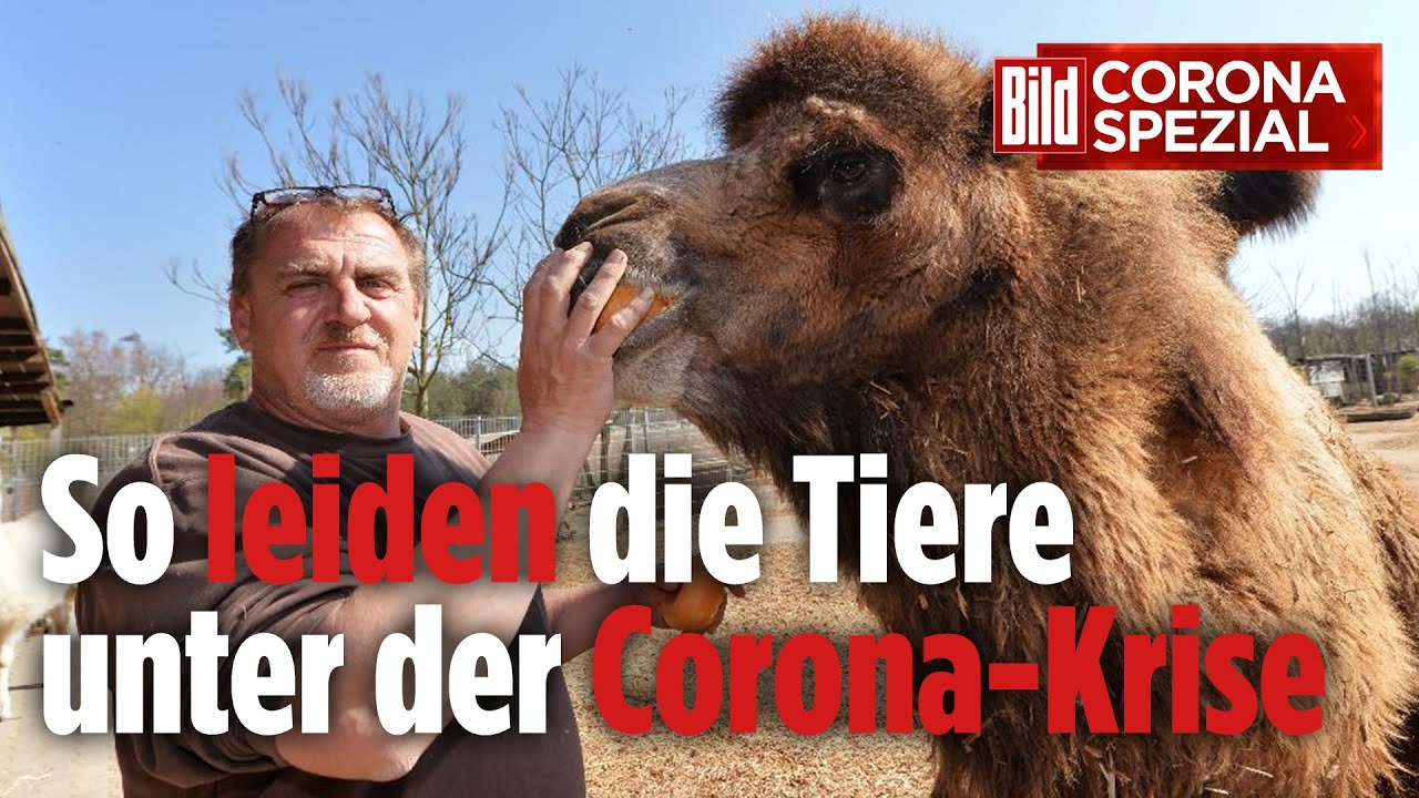 Gnadenhof-Tieren droht der Tod | BILD Corona Spezial
