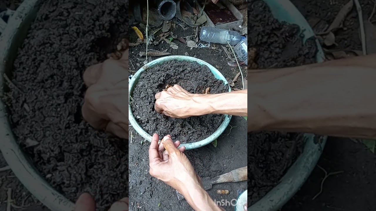 menanam jahe dgn media kompos gedebok pisang #satisfying #garden