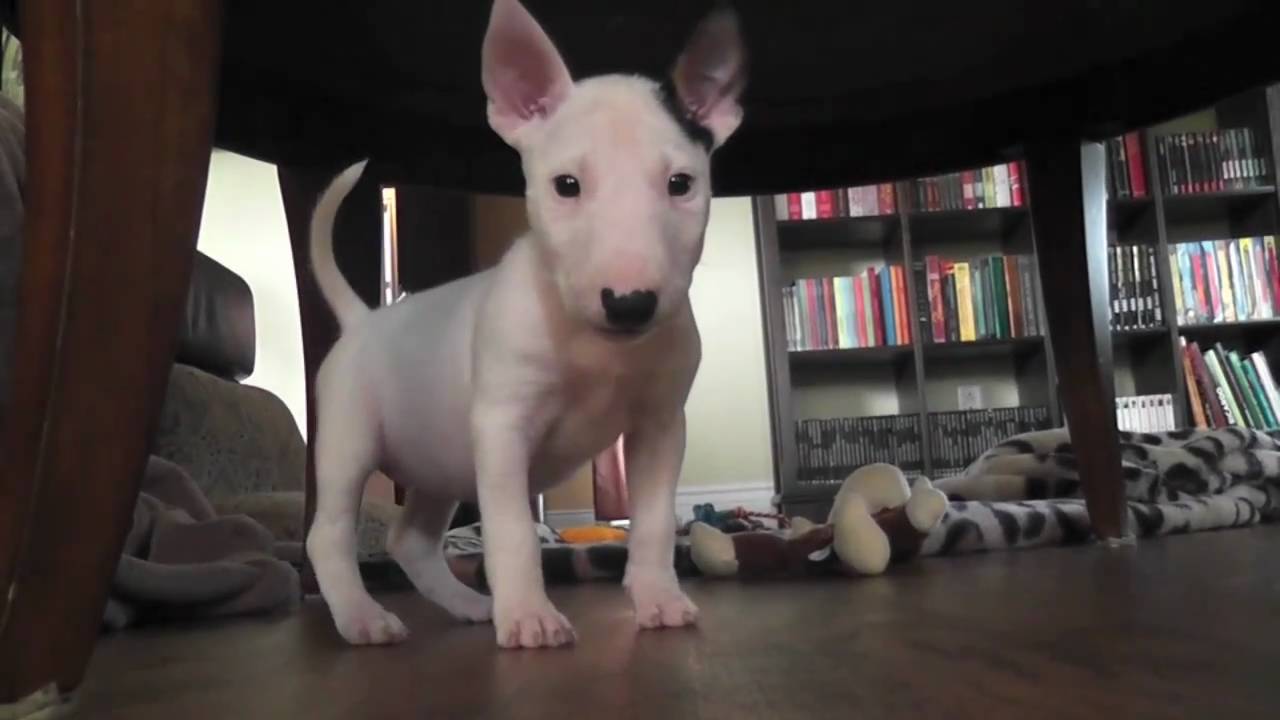 mini bull terrier - Zelda - first day home !