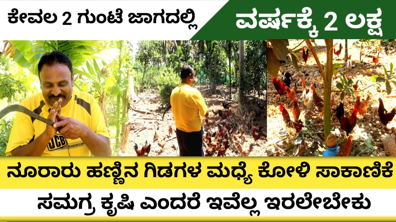 ಕೇವಲ 2 ಗುಂಟಯ ಜಾಗದಲ್ಲಿ ನೂರಾರು ಹಣ್ಣಿನ ಗಿಡಗಳ ಮಧ್ಯೆ ಕೋಳಿ ಸಾಕಾಣಿಕೆ|ನಾಟಿ ಕೋಳಿ ಎಂದರೆ ನೈಸರ್ಗಿಕವಾಗಿ ಬೆಳಿಬೇಕು|