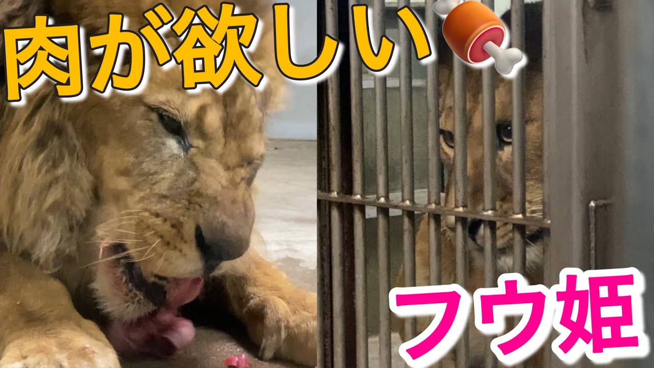 《釧路市動物園ライオン》新たな進展。やんちゃフウ姫と紳士なアキラ新喜劇？穏やかエンジェルゆうひ。オリトファミリーフウ物語vol644/Naughty Lion Princess＆Gentle Boss