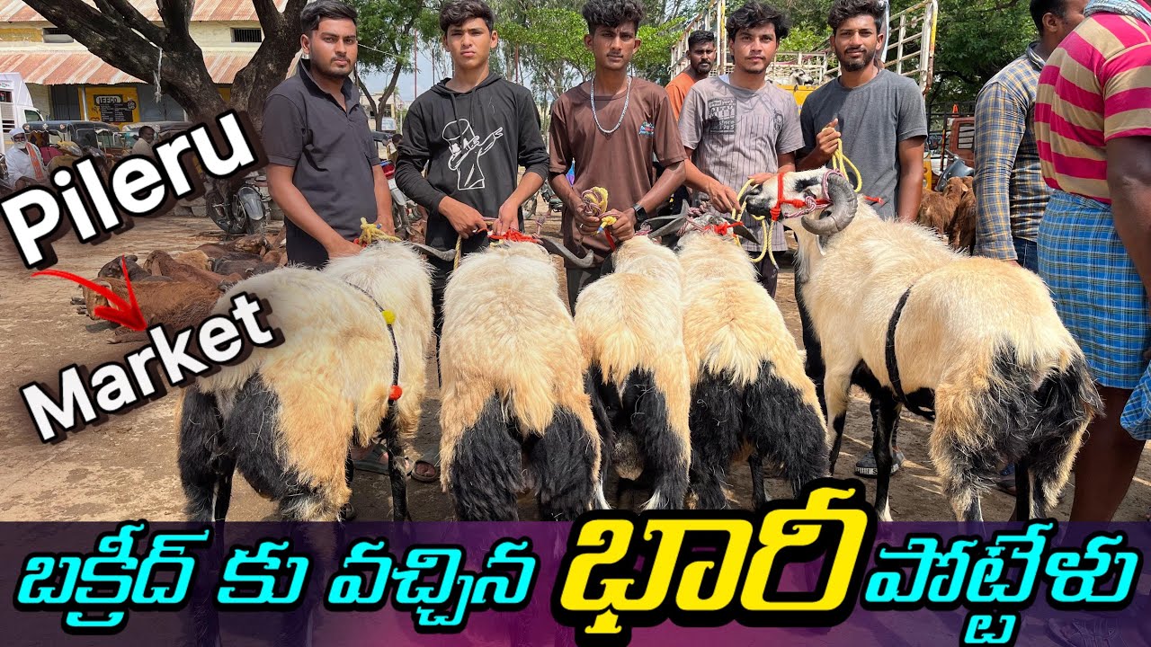 Big sheep and goat market, Pileru ￼🔥🐏 LksCell ;9515 91 3874