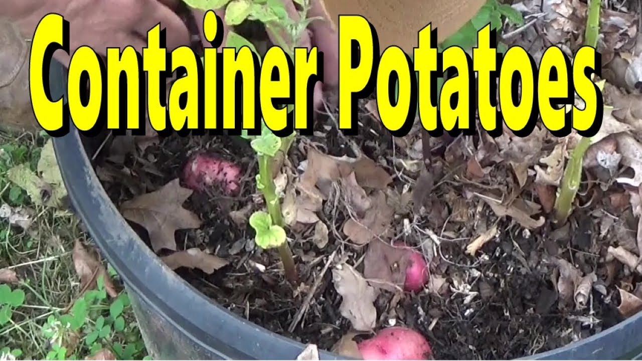 Harvesting Potatoes From The Container Garden 6 6 2024