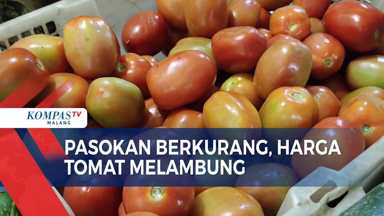 Sempat Anjlok, Harga Tomat Tiba-tiba Melambung