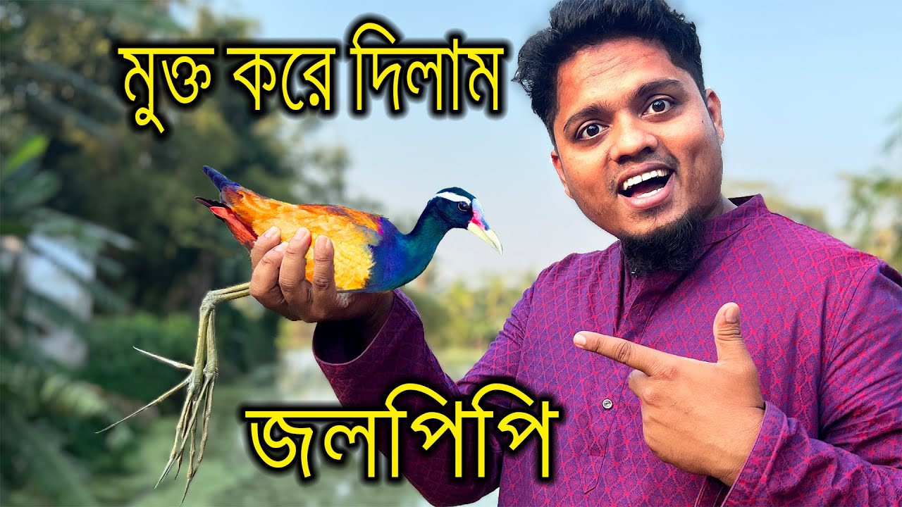 উদ্ধার করা পাখিটি মুক্ত করে দিলাম | জলপিপি