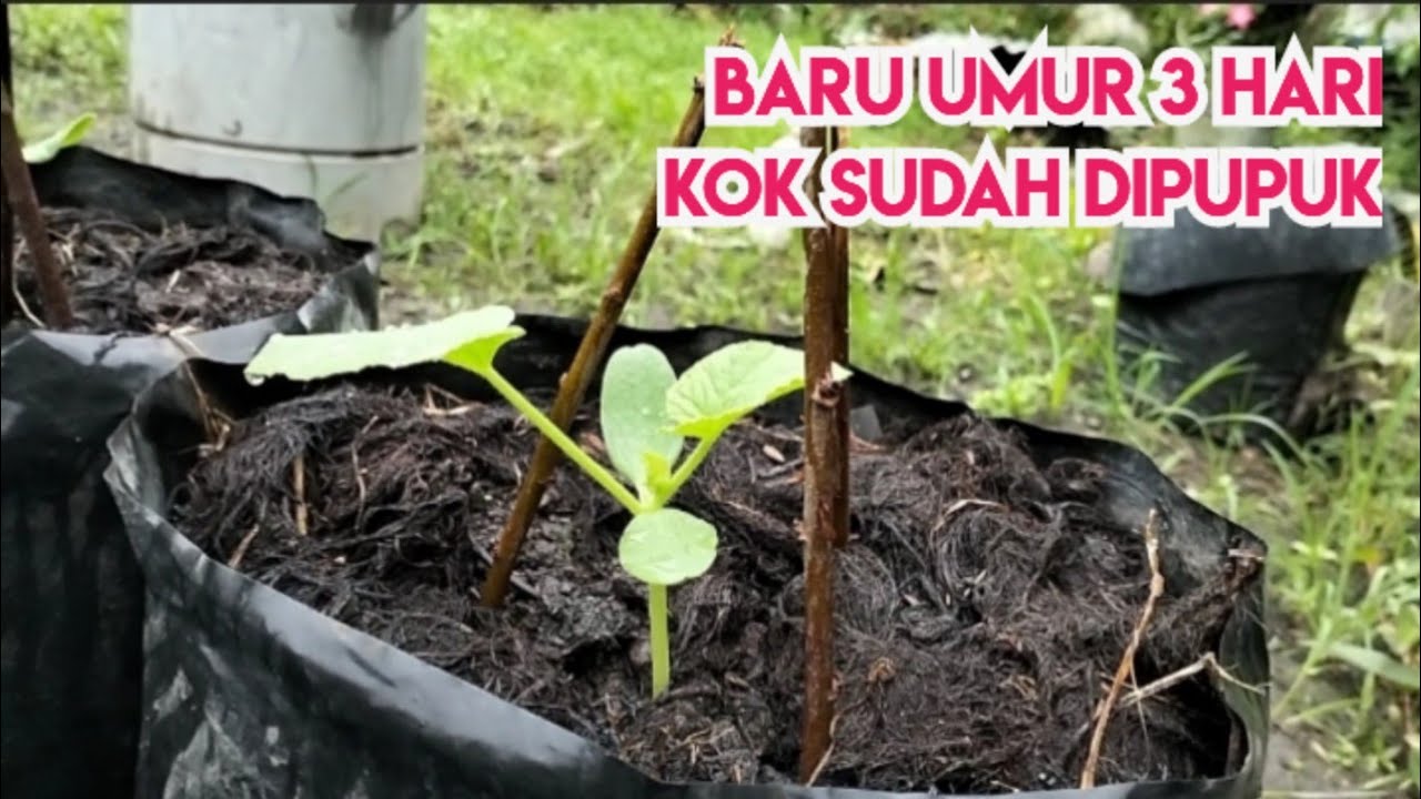 3. PERAWATAN, PEMUPUKAN DAN PENGENDALIAN HAMA TANAMAN MELON UMUR 0-4 HST (Part 3)