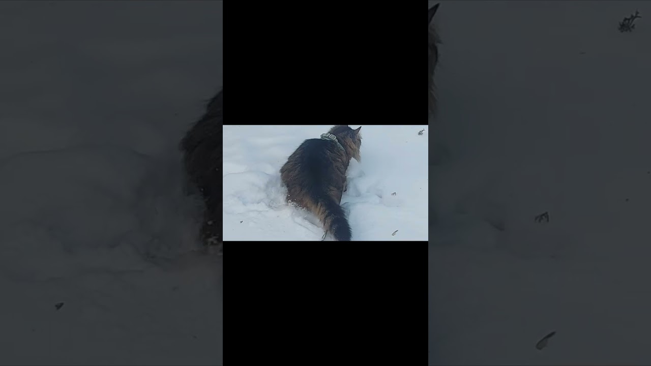 Котик 