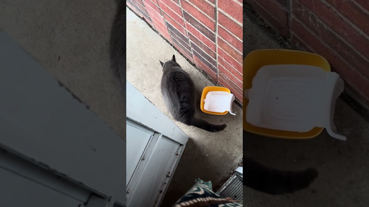 Кормлю своего кота Талли #кот #очаровашка #бездомныйкот #обязательнопосмотреть #видеоскотами