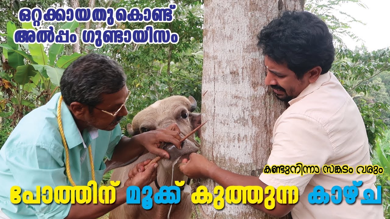 പോത്ത് ഭയങ്കര അക്രമം.. മൂക്ക് കയറിട്ടു.. ഇപ്പോ ശുഭം..