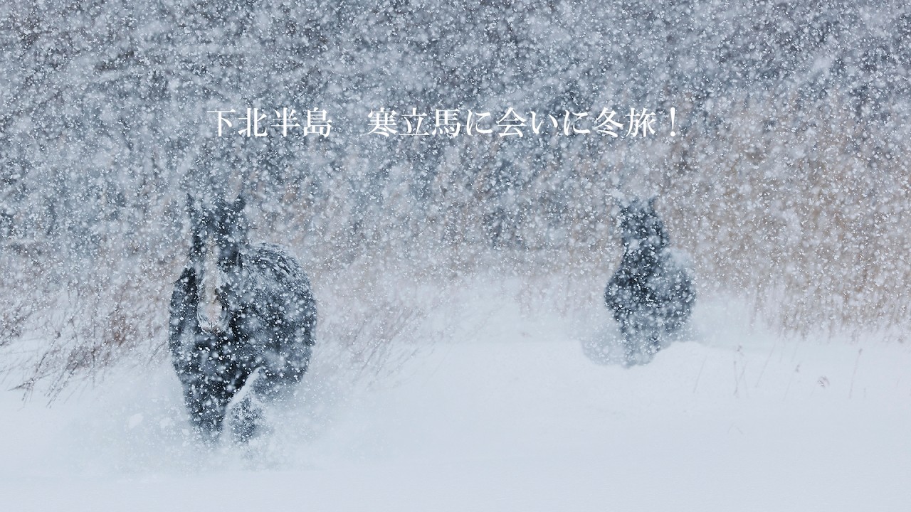 下北半島寒立馬
