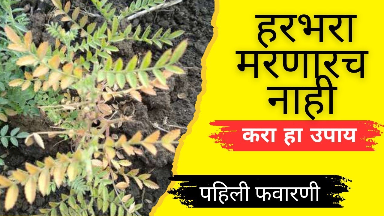 हरभरा पिकात मर रोग येऊ नये म्हणून पहिली फवारणी कोणती करावी ll Harbhara Mar Rog #हरभरा