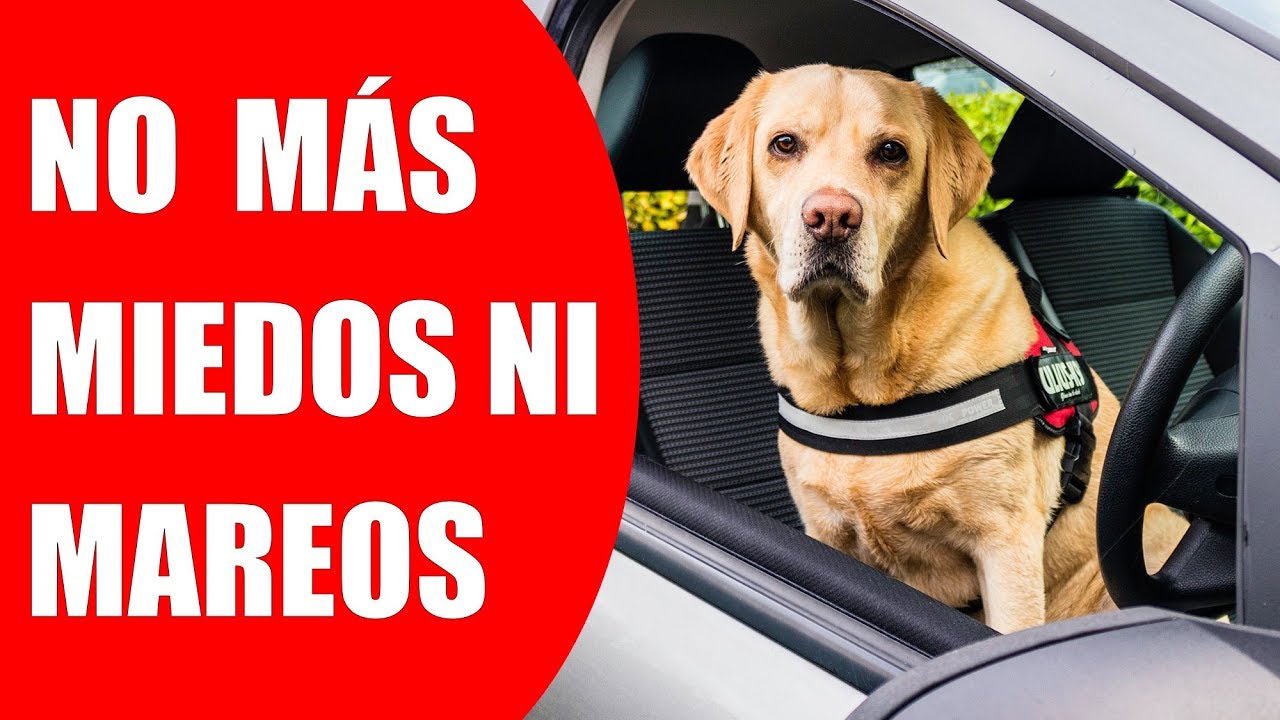 Cómo VIAJAR en COCHE con PERRO - Legislación, Miedos y Mareos