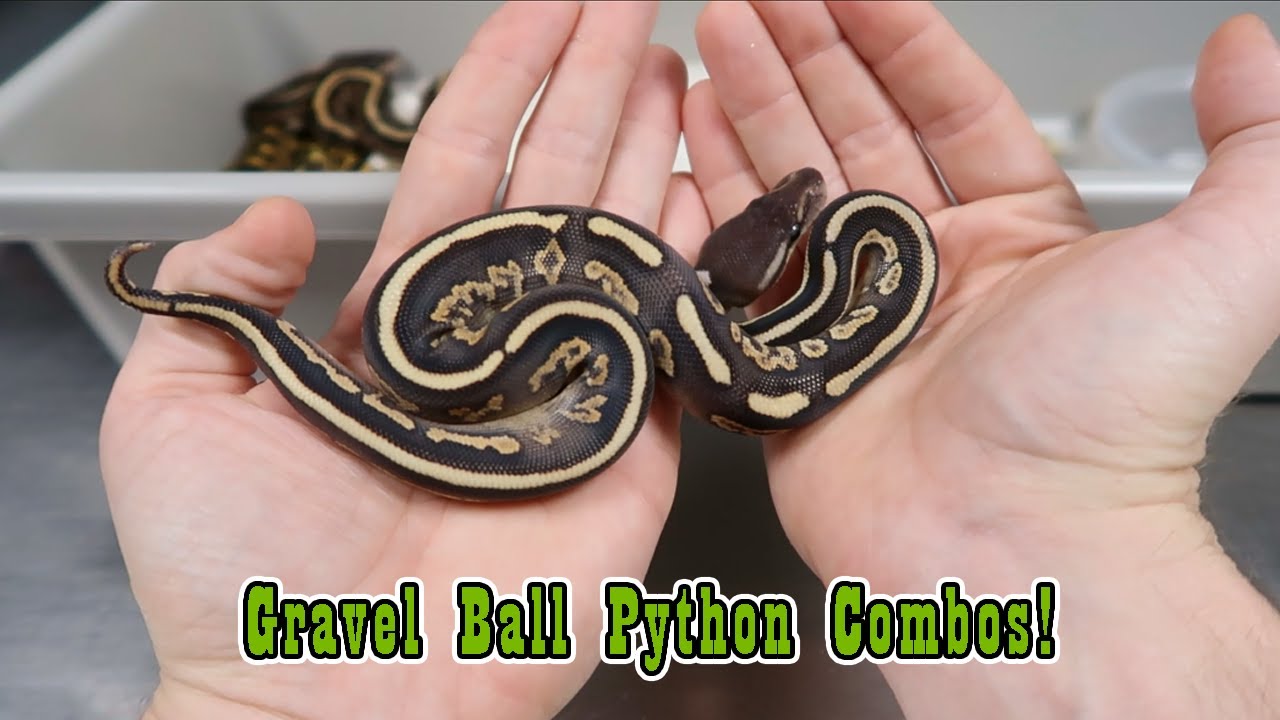 Gravel Ball Python Combos