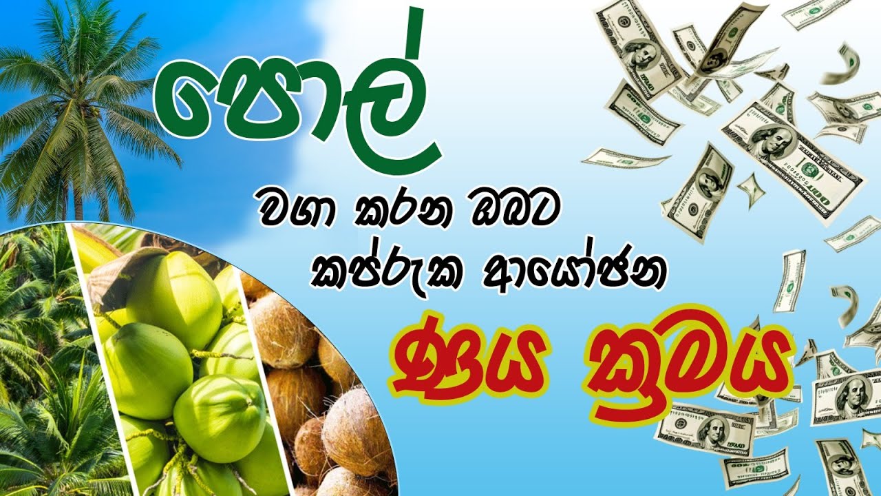 පොල් වගා කරන ඔබට කප්රුක අයෝජන ණය ක්‍රමය | Coconut plantation loan scheme for those who grow coconuts