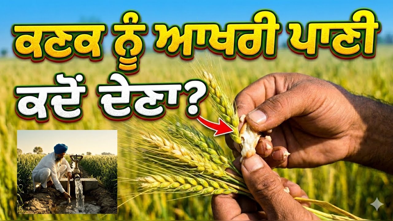 ਕਣਕ ਨੂੰ ਆਖਰੀ ਪਾਣੀ ਕਦੋਂ ਦੇਈਏ? ਸਹੀ ਸਮਾਂ ਜਾਣੋ! #wheat #farming #kisan 