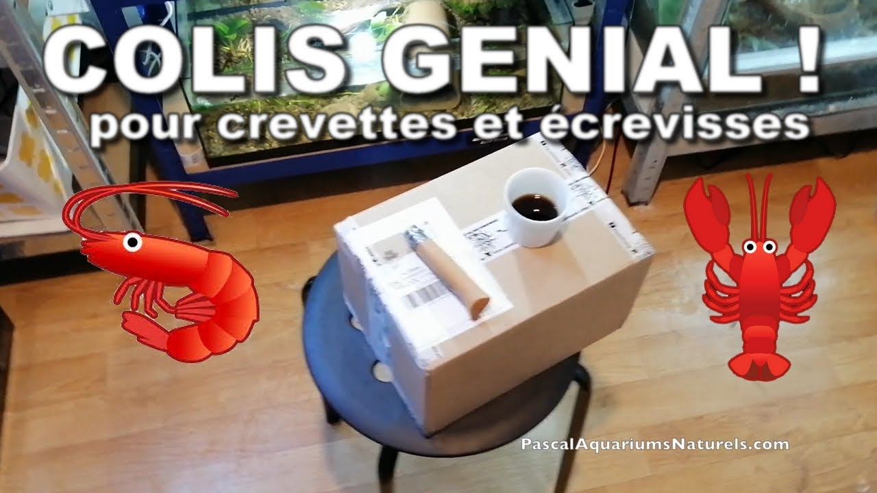 LOLLIES et déco naturelles (crevette, écrevisse, crabe) - aquashrimp.fr  - Pascal Aquariums Naturels