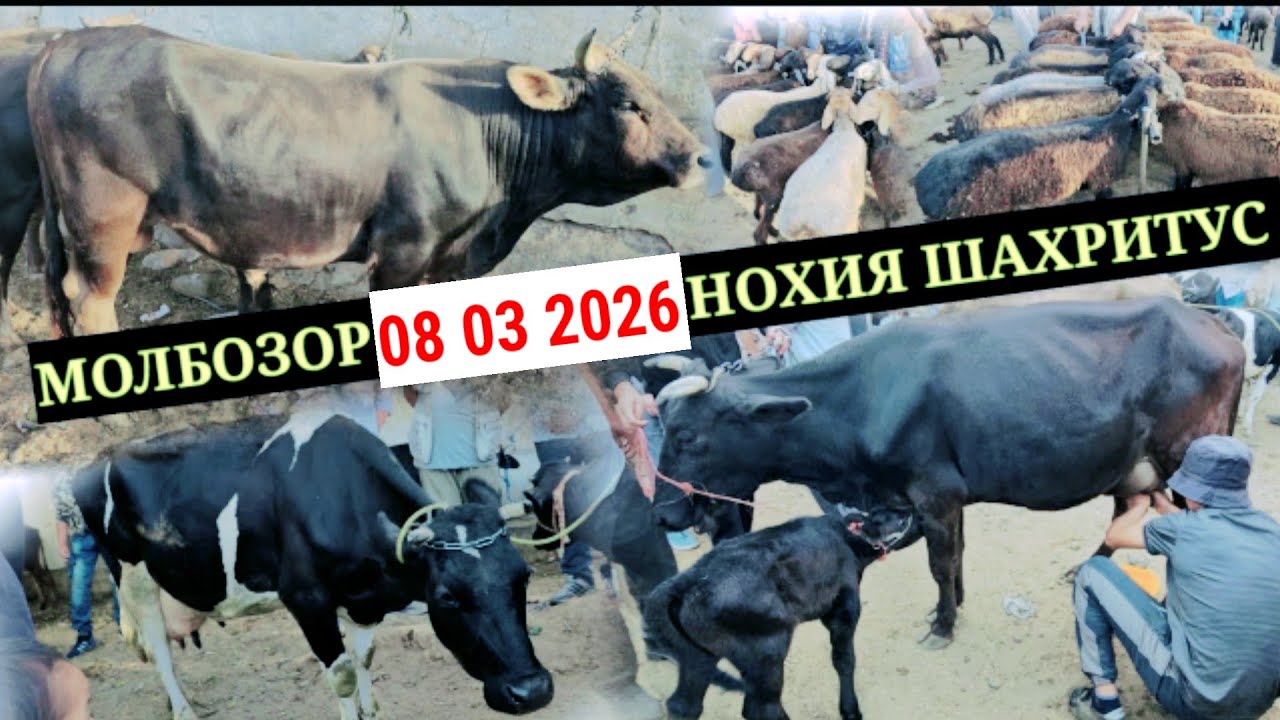 МОЛБОЗОР 08 03 2026 НОХИЯ ШАХРИТУС КАТАМОЛ МАЙДА МОЛ НАРХЛАРИ БИЛАН ТАНШИБ УТИНГ