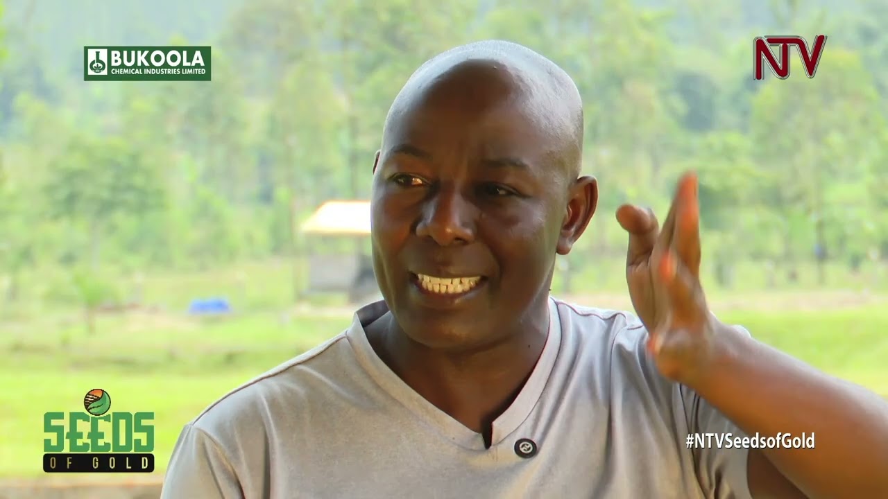 Turning catfish into cash | SEEDS OF GOLD