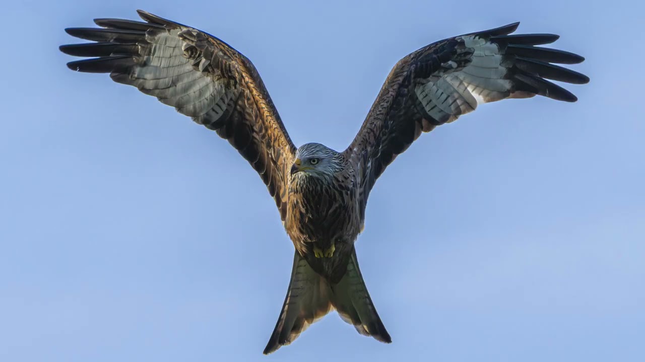 Novmber wildlife slideshow