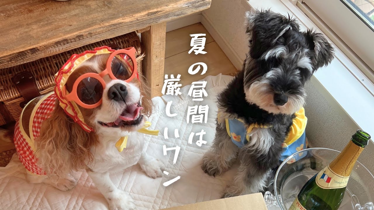 🐶👩🏻‍🦰飼い主に水着を着させられた愛犬２匹が可愛すぎてたまらない【キャバリアとミニシュナ】姉妹の１日。