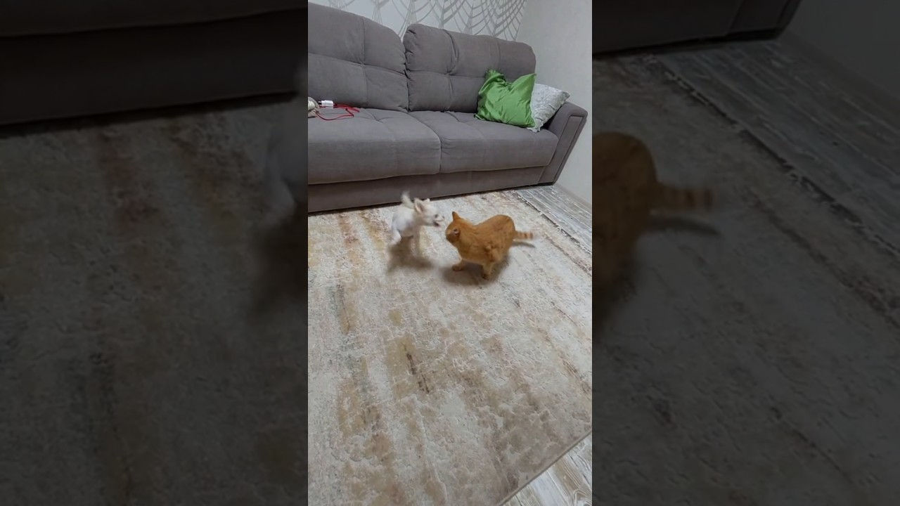 Маленькая фурия...🤣 Моника и Феликс