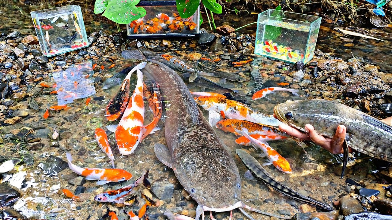 Catch monster toman fish, ornamental fish, glofish, betta fish, molly fish, koi fish, catfish