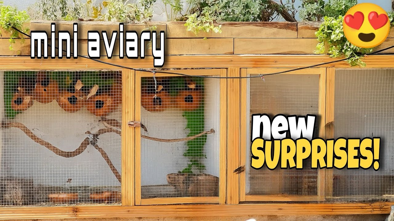 Mini Aviary K Liye New Surprises😍// Any Guesses???🤯
