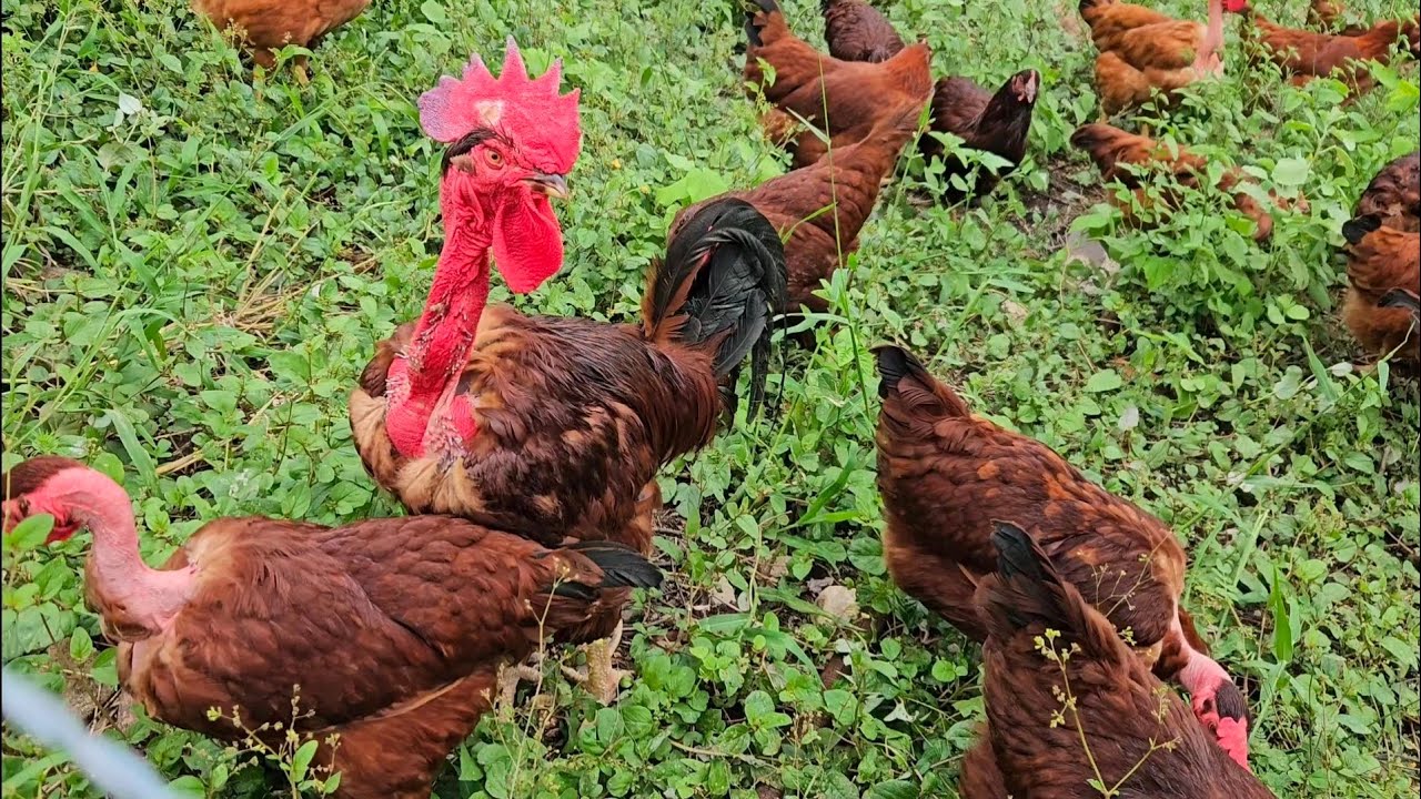 Melhorias nos Piquetes - Portinha do Galinheiro e mais...