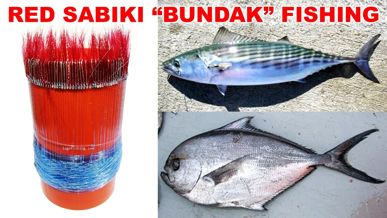 How to Catch Striped Bonito and Pomfret Fish | Red 