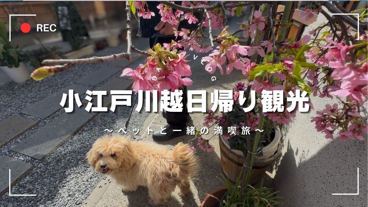 春の小江戸川越_まるぷーピコの観光地デビュー🌸
