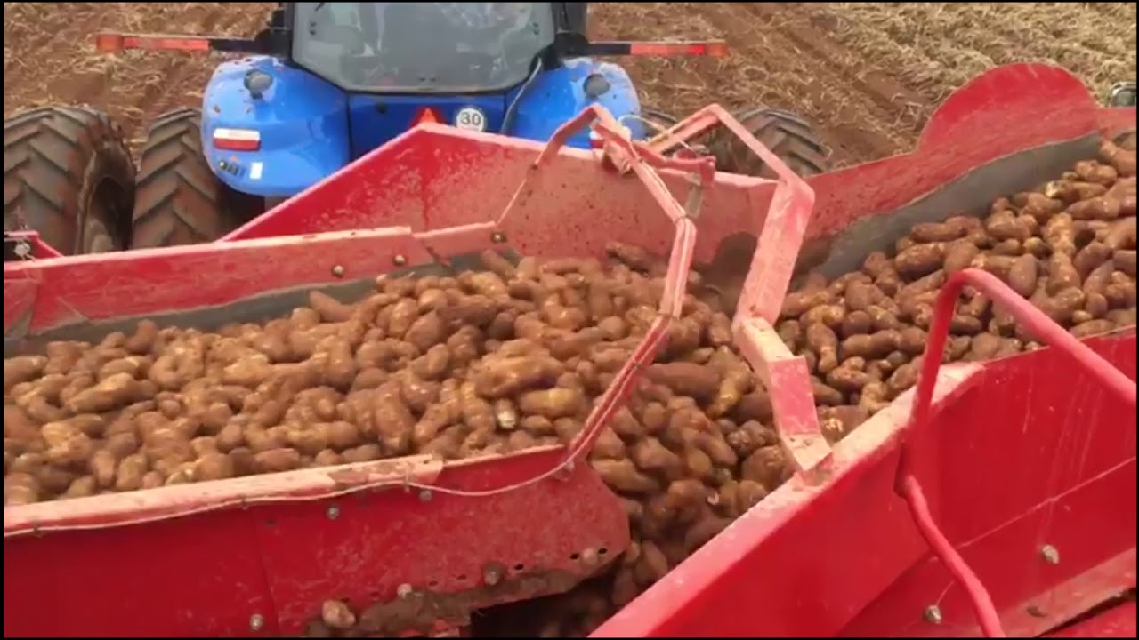 Allan Equipment 3 Row Potato Harvester with Holding Tank
