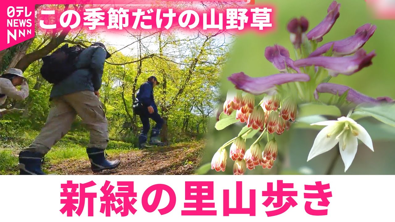 【発見】この季節だけの珍しい草花も 新緑の青葉山散策　宮城　NNNセレクション