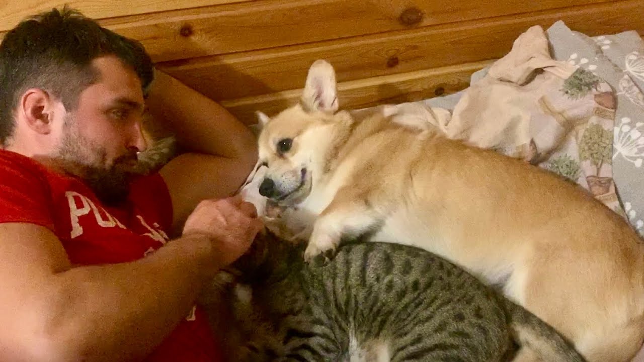 НАГЛЕЖ 1 СТЕПЕНИ😹 или как подружились кот и пёс🐶🐱