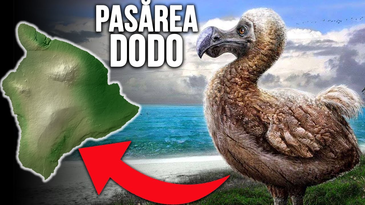 Adevarul Despre Extinctia Pasarilor Dodo