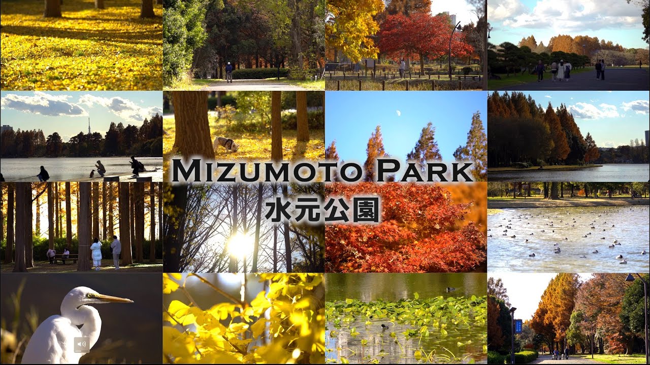 Mizumoto Park | 水元公園 #水元公園 #Mizumoto #tokyopark