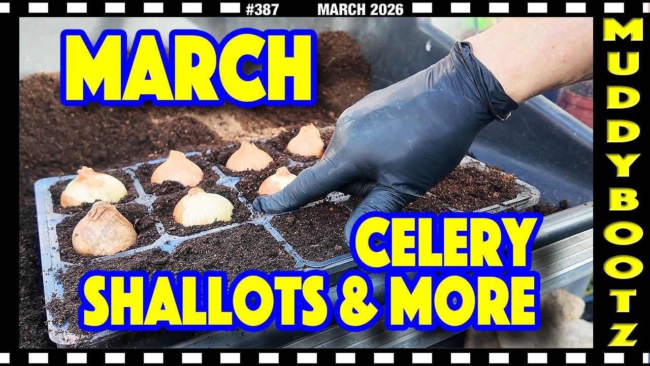 🌻387 🌻 ПОСАДКА ЛУК-ШАЛОТИКА 🌻 КЛУБНИ БЕГОНИИ 🌻 РАССАДКА СЕЛЬДЕРЕЯ