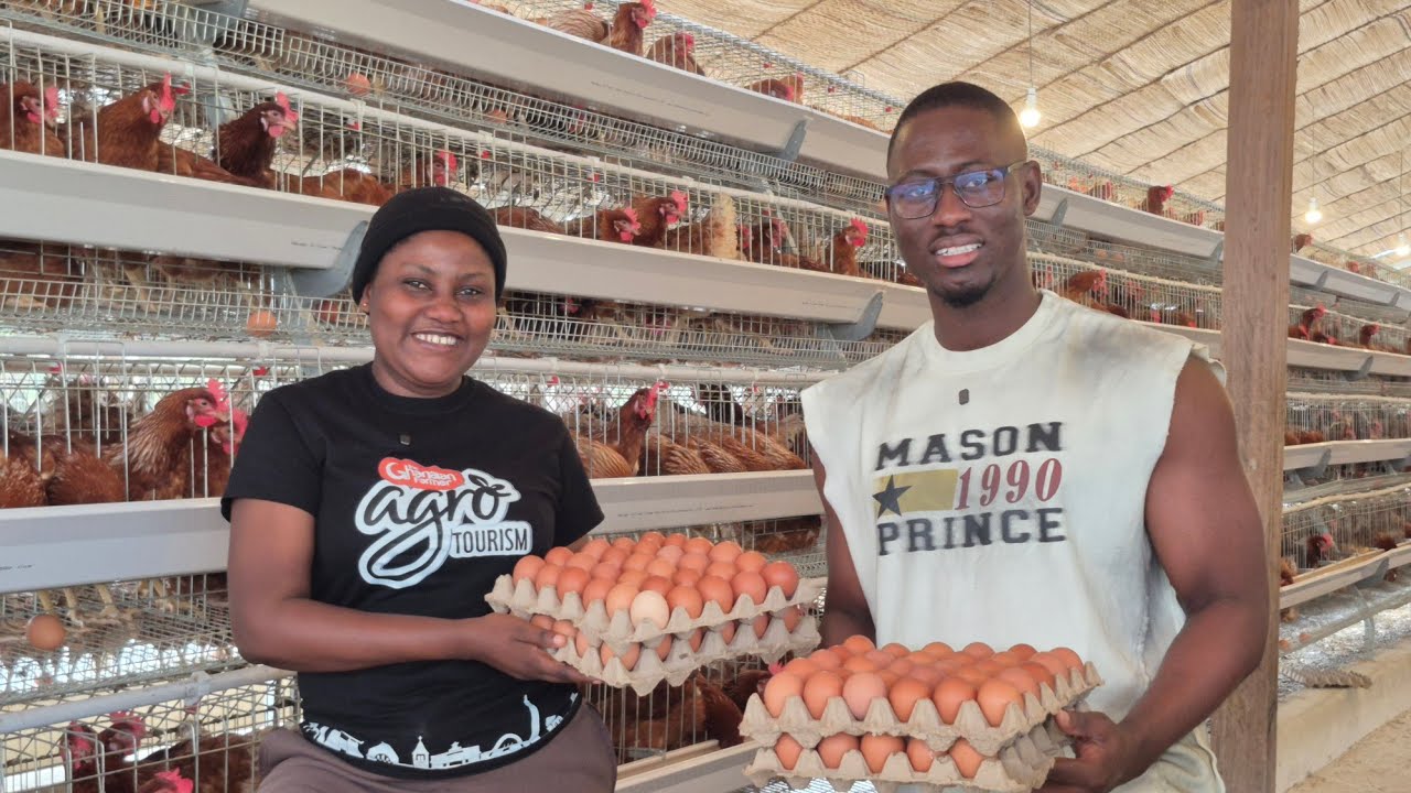 How Much It Costs to Set Up a Profitable Chicken Farm & Earns Millions from Egg Sales