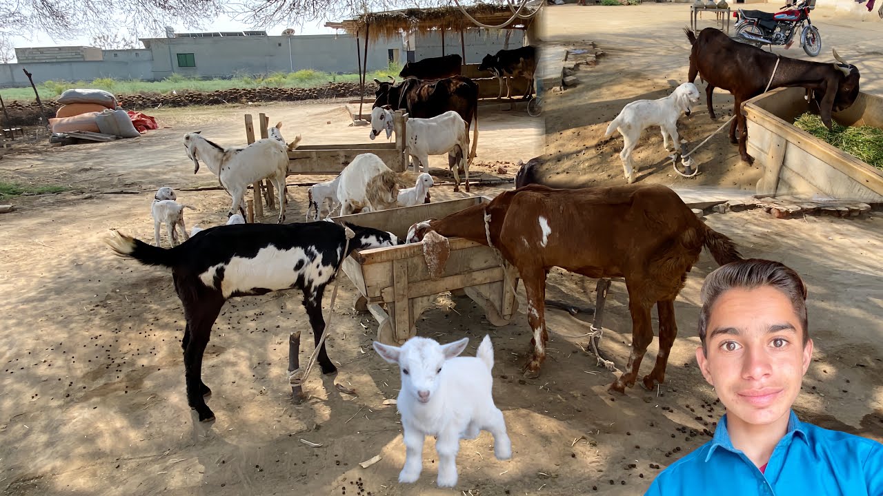 Goat 🐐 K Baby Aa Gaye 😍🐐