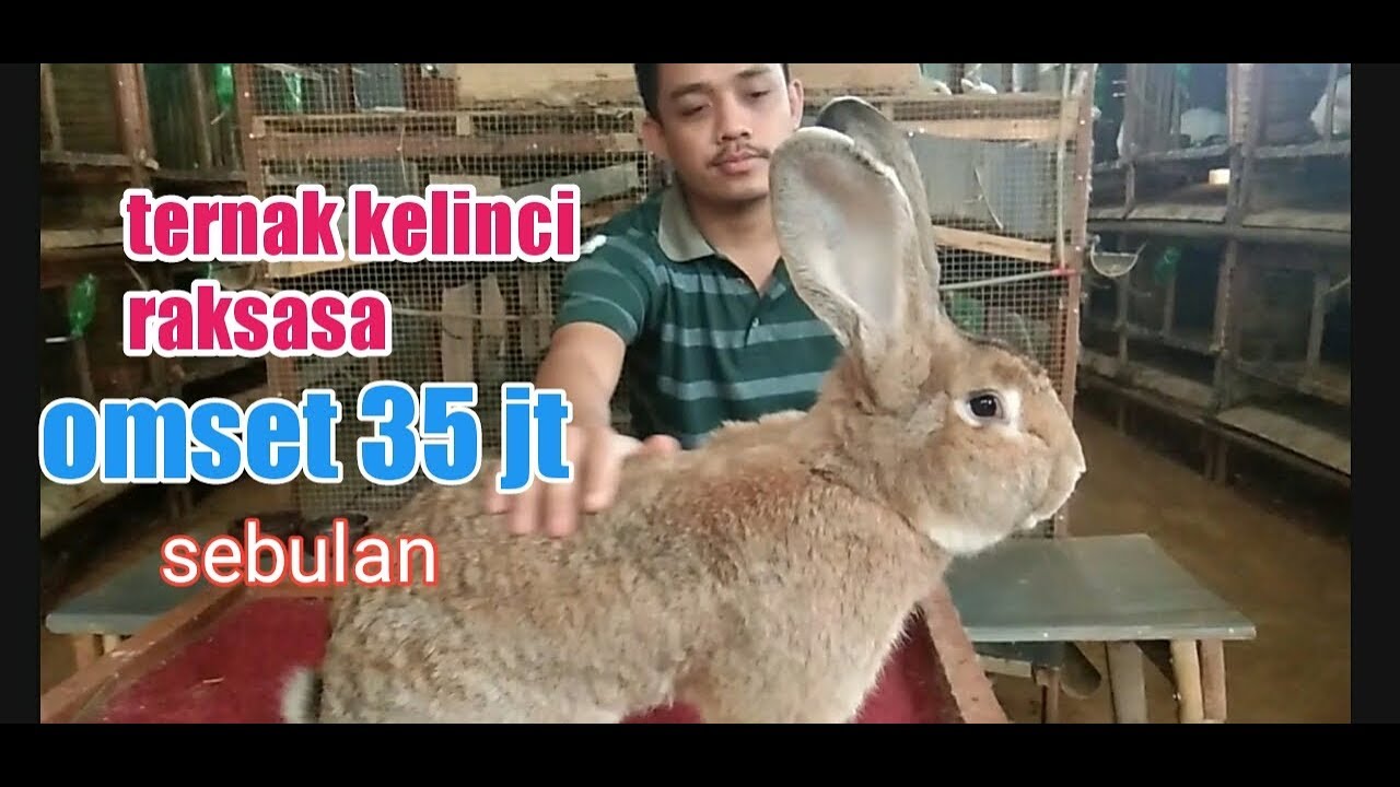 Sukses ternak kelinci raksasa flemish giant omset puluhan juta