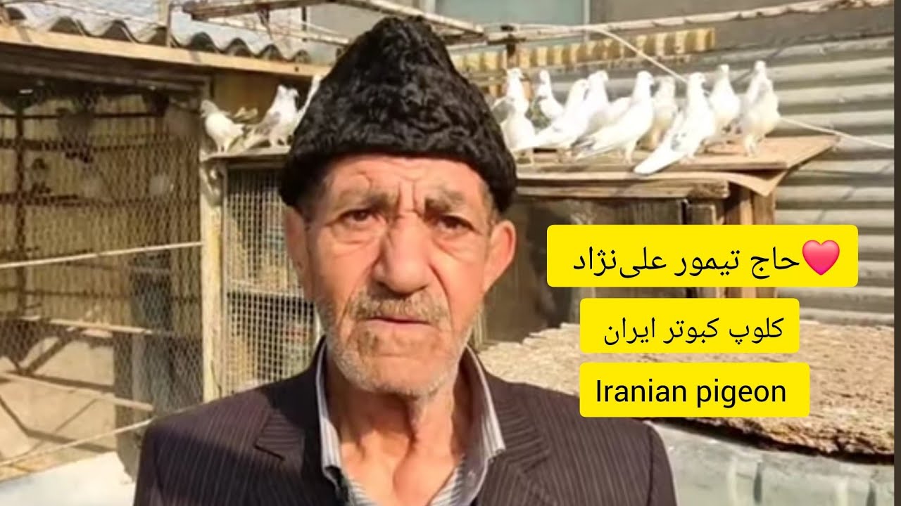 ❤️آذر ماه ۱۴۰۰ کبوترا و مصاحبه با آقای حاج تیمور علی‌نژاد از تهران iranian high flyers pigeon