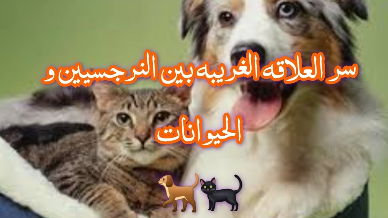 سر العلاقه الغريبه بين النرجسيين و الحيوانات 🚫 حلقه هديه 🎪