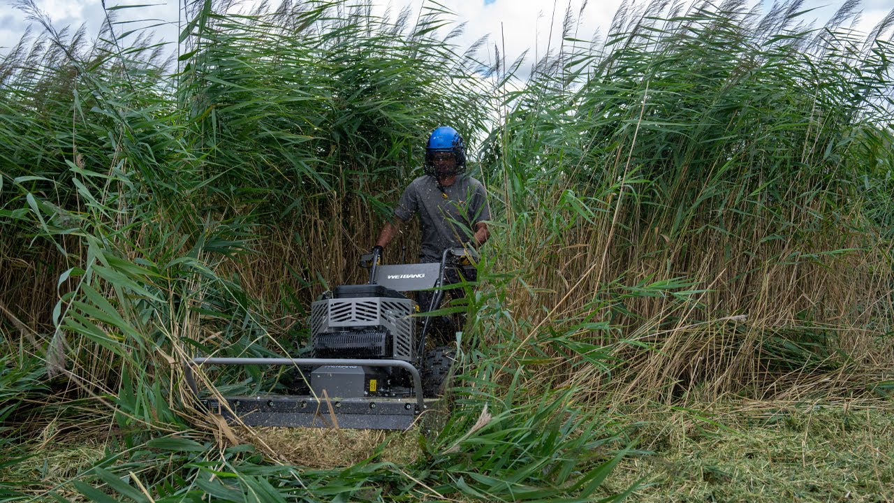 WEIBANG Velocity 86 FBM Field & Brush Mower - Cutting Down an Area of Thick, Overgrown Tall Grass