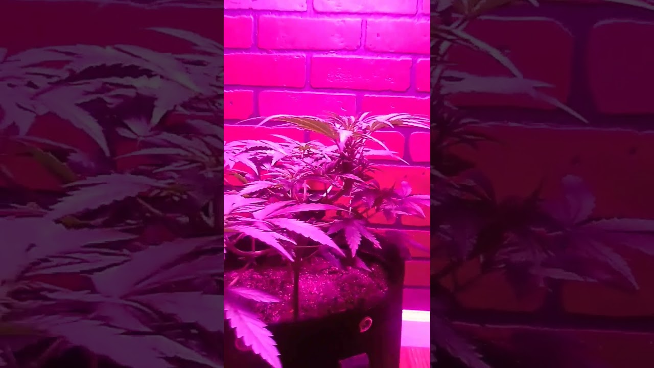 How to train your cannabis plants!!! LST