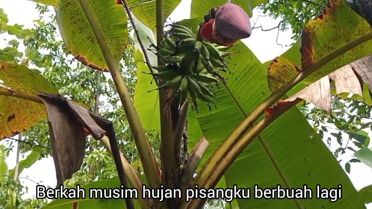 BERKAH MUSIM HUJAN POHON PISANG BANYAK YANG BERBUAH DI KEBUN SAMPING RUMAH 