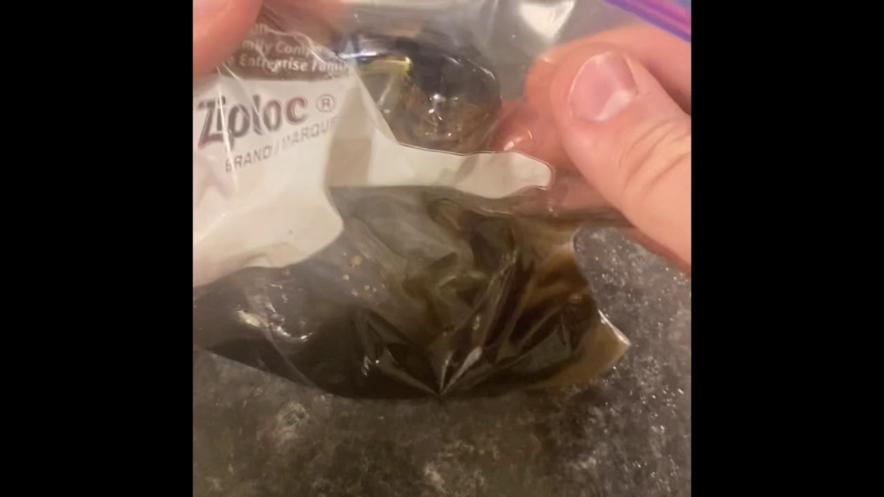 Grav mini classic Sherlock fumed review and bath