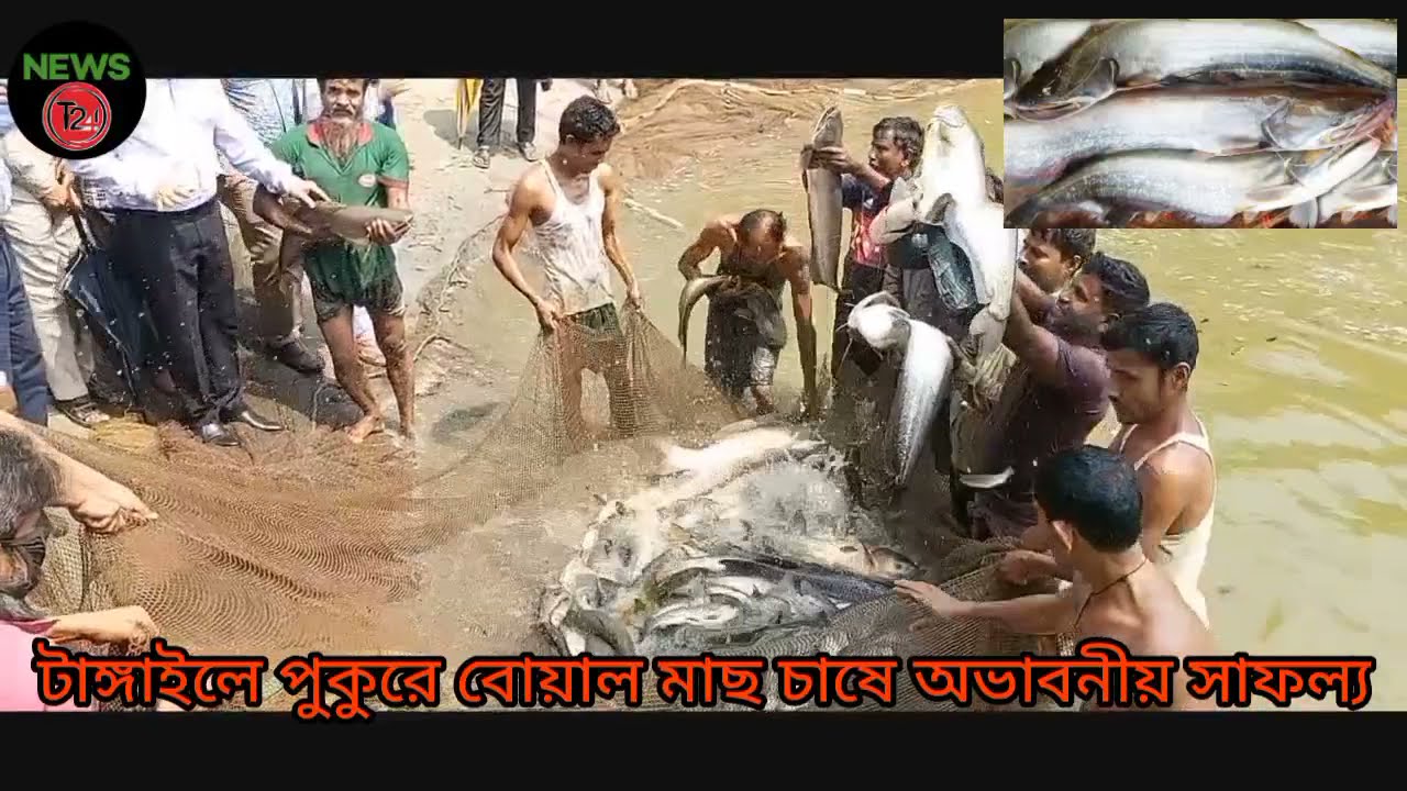 টাঙ্গাইলে# পুকুরে বোয়াল মাছ চাষ# জেলা মৎস্য অধিদপ্তরের উদ্যোগে হাজী শুকুর আলীর সাফল্য#