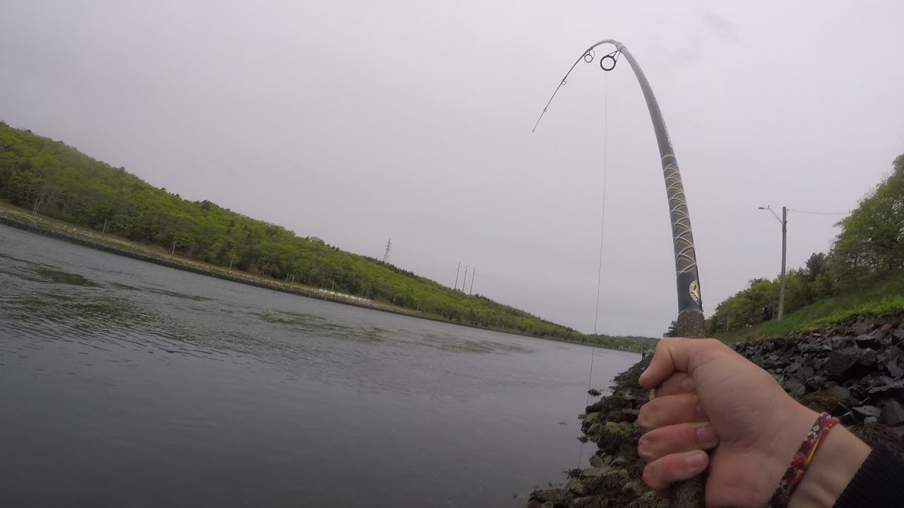 Big Striped Bass on Topwater - My First Trip to the Cape Cod Canal